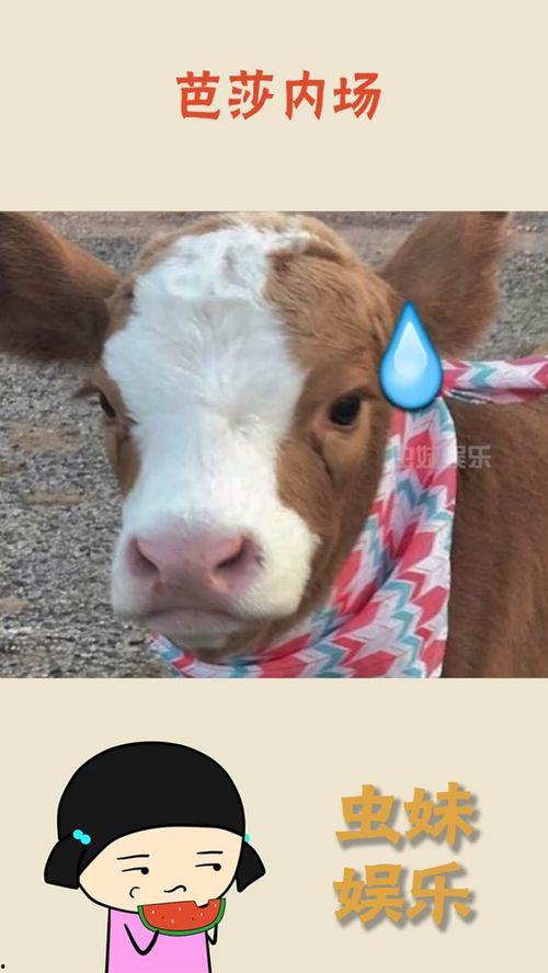 娱乐吃瓜酱搞笑,笑料百出!娱乐吃瓜酱带你领略搞笑瞬间